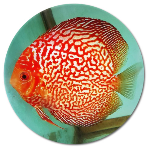 Electric Red Spider Discus Fish - 2 inch